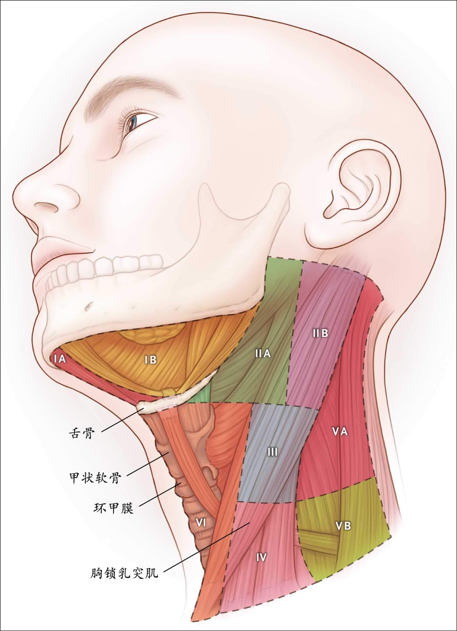 图2.  颈部淋巴结分区