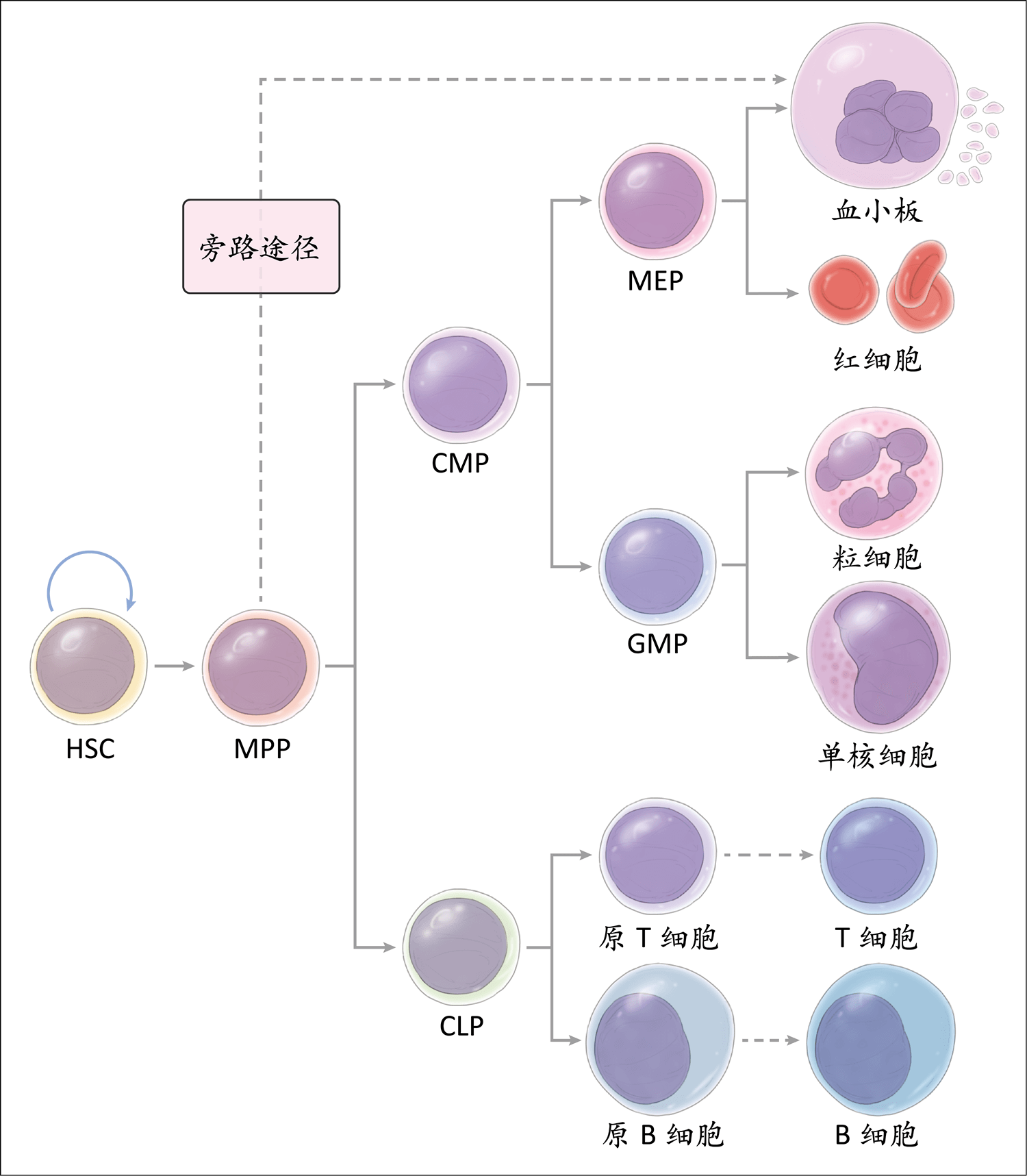 细胞分化的分子基础ppt课件下载 Ppt模板 爱问共享资料