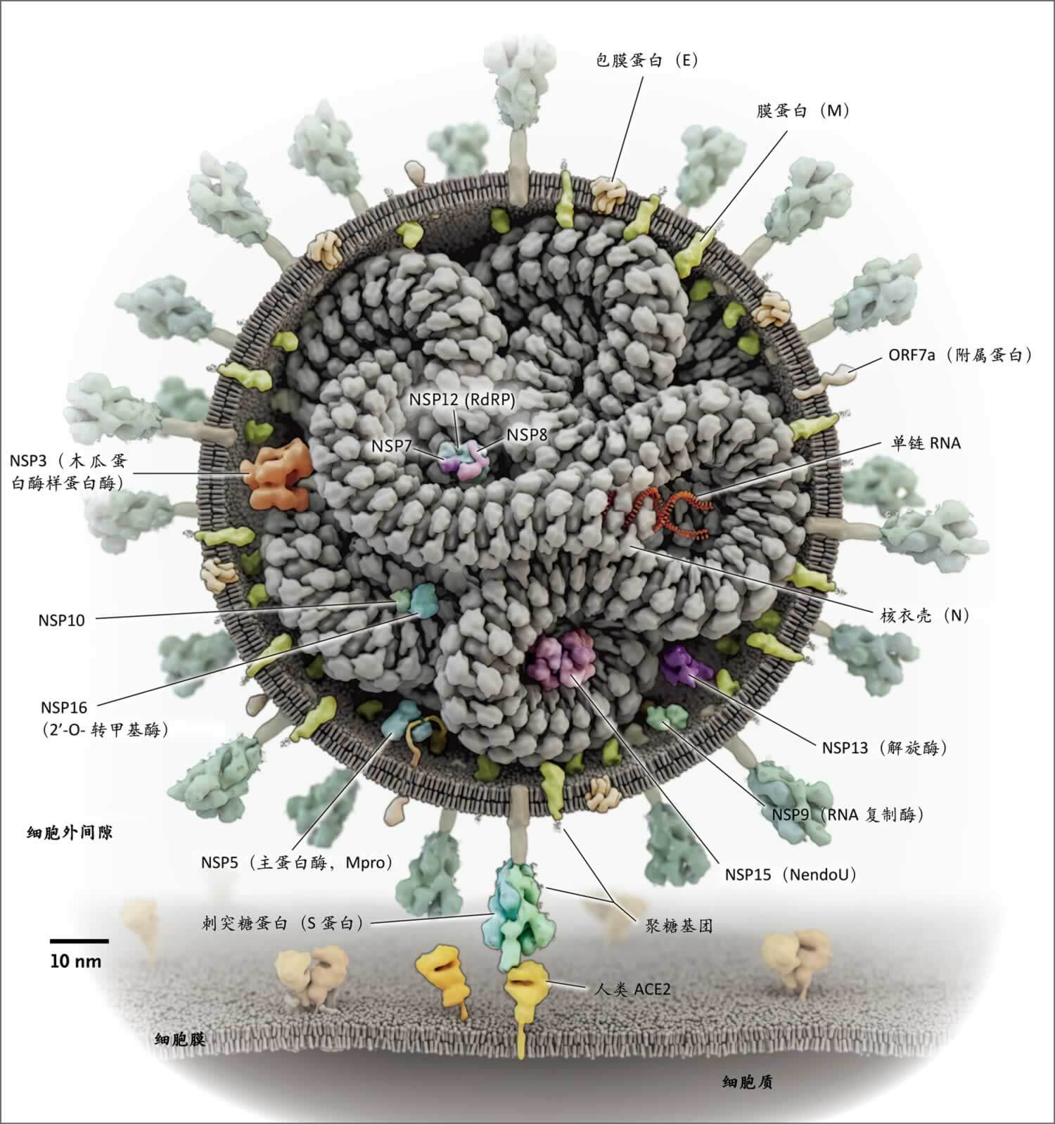 图1.  sars-cov-2病毒颗粒及其蛋白