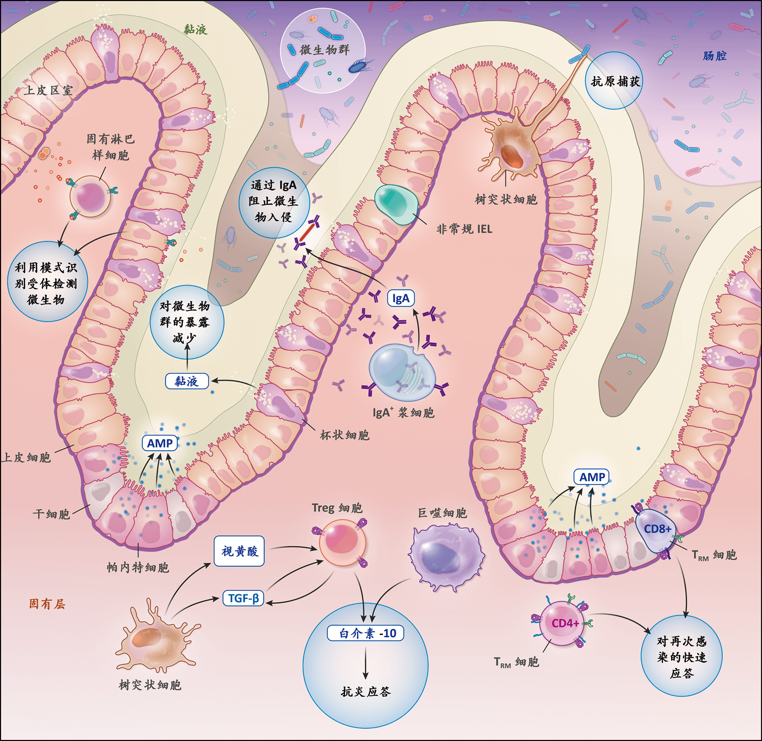 炎性肠病的病理生理学 Nejm医学前沿 炎性肠病的病理生理学 Nejm医学前沿